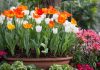 How to Plan a Home Flower Garden That Blooms All Season home flower garden
