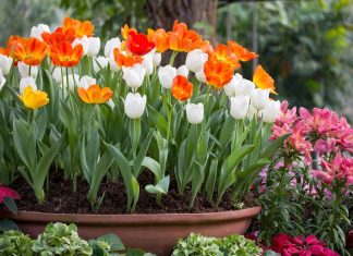 How to Plan a Home Flower Garden That Blooms All Season home flower garden