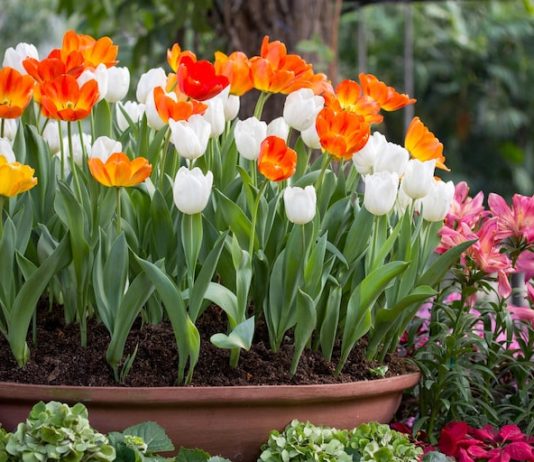 How to Plan a Home Flower Garden That Blooms All Season home flower garden