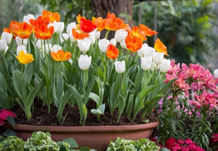 home flower garden