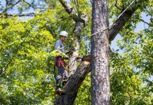 Looking for Tree Services and Residential Tree Services Bendigo Near You? tree services