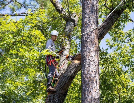 Looking for Tree Services and Residential Tree Services Bendigo Near You? tree services