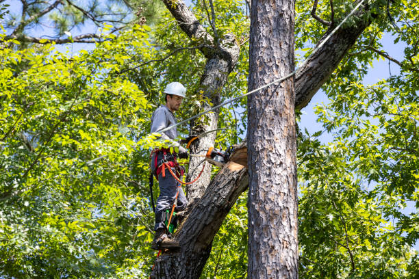 tree services tree services
