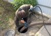 Drain Cleaning in Iowa City: Signs, Causes, and Practical Prevention Tips drain cleaning in Iowa City